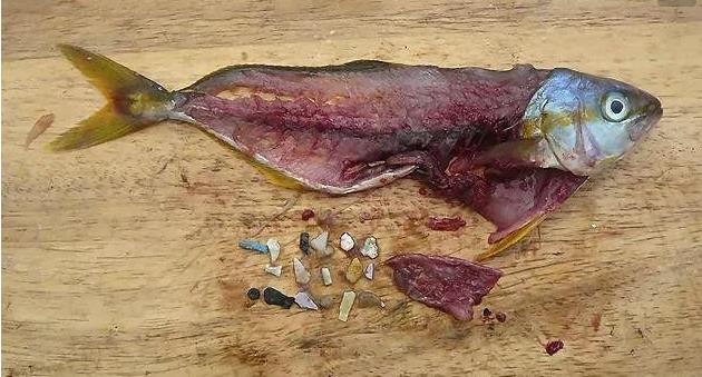 震驚！首次確認：人體已被微塑料污染！